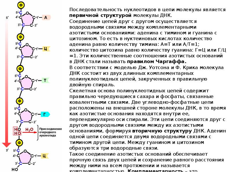 Водородный связи между аденином и тимином. Соединение нуклеотидов в цепь. Строение нуклеотида РНК строение полинуклеотидной цепи. Нуклеотидная последовательность РНК. Нуклеотидные схемы Цепочки ДНК.