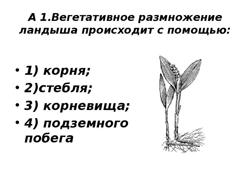 Вегетативное размножение растений примеры таблица. Вегетативное размножение. Вегетативное размножение осуществляется. Вегетативное размножение растений осуществляется с помощью. Способы вегетативного размножения 6 класс.