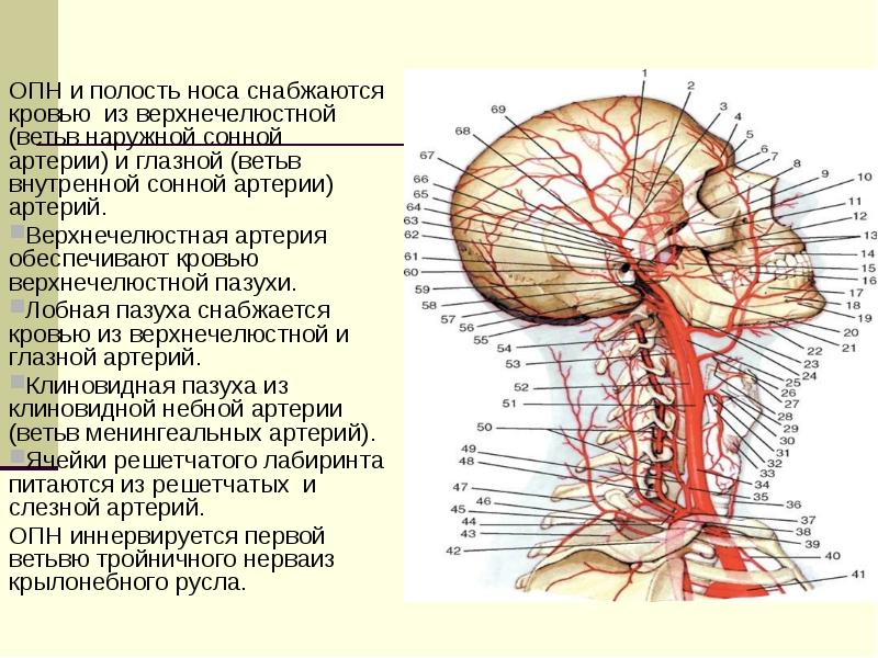 Шейные артерии схема