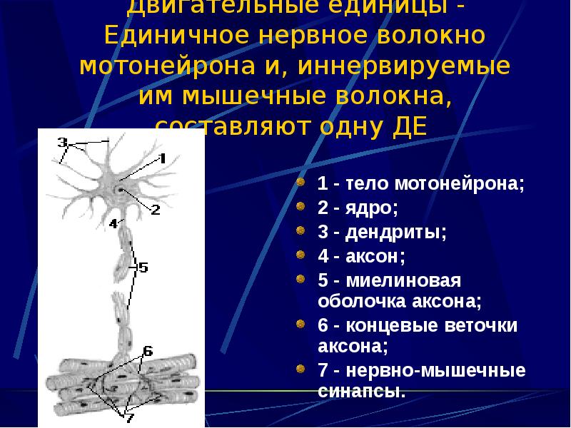 Двигательная единица это. Мотонейрон двигательная единица. Элементы двигательной единицы. Составляющие двигательной единицы. Двигательные нервные волокна иннервируют.