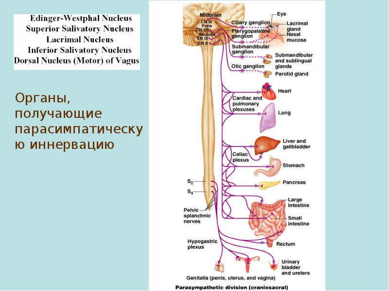 Автономная нервная система физиология презентация