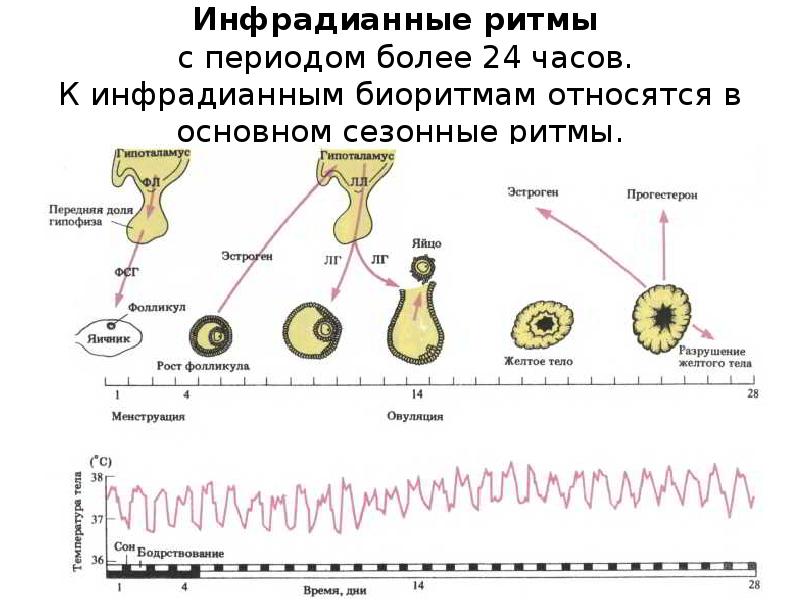 Роль биологических исследований в современной медицине презентация