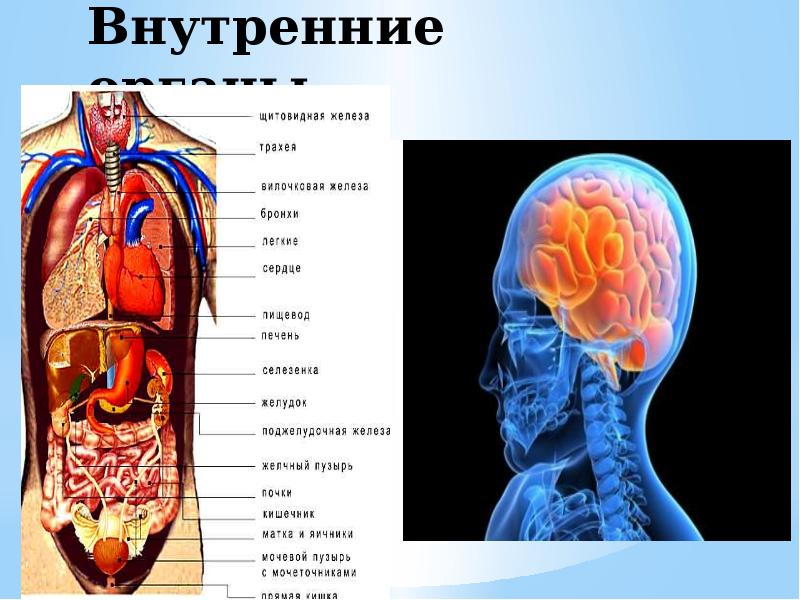 Изменение внутренних органов