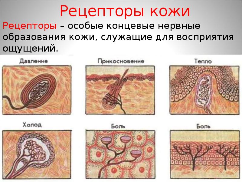 Фото строение кожи человека