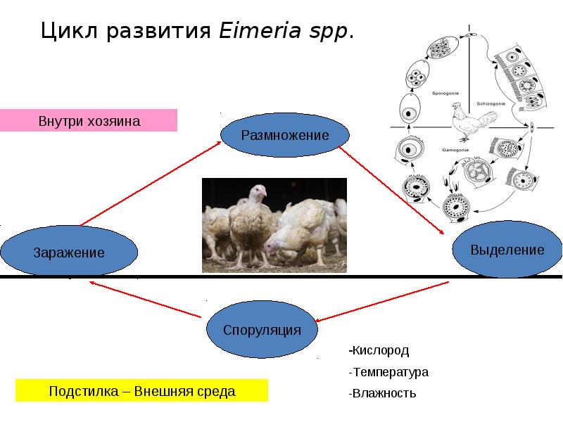 Жизненный цикл кокцидии схема