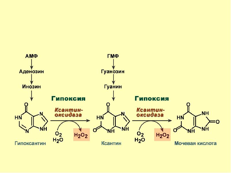Напишите схему образования мочевой кислоты укажите названия всех ферментов