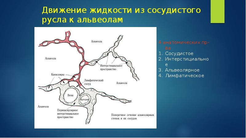 Отеки патофизиология презентация