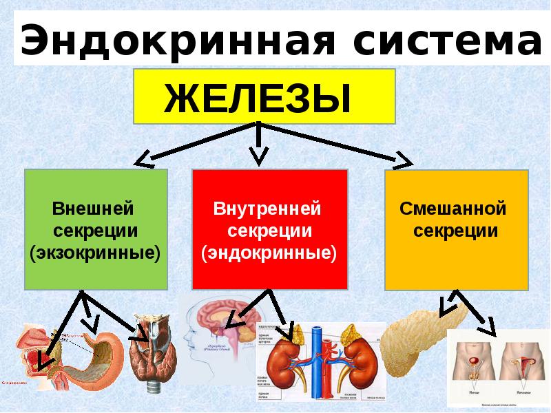 Железы внешней секреции это