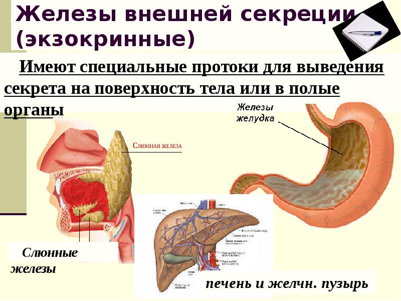 Схема железы внешней внутренней и внешней секреции