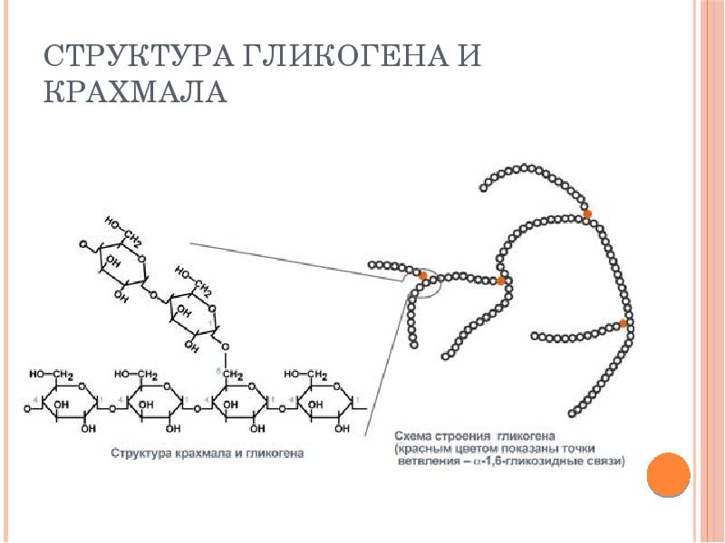 Схема строения крахмала