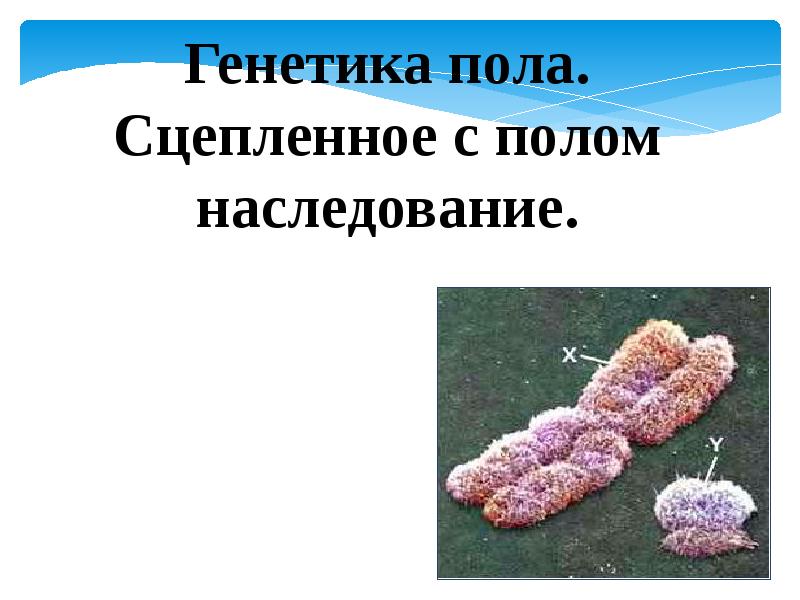 Генетика пола. наследование признаков, сцепленных с полом. взаимодействие генов.