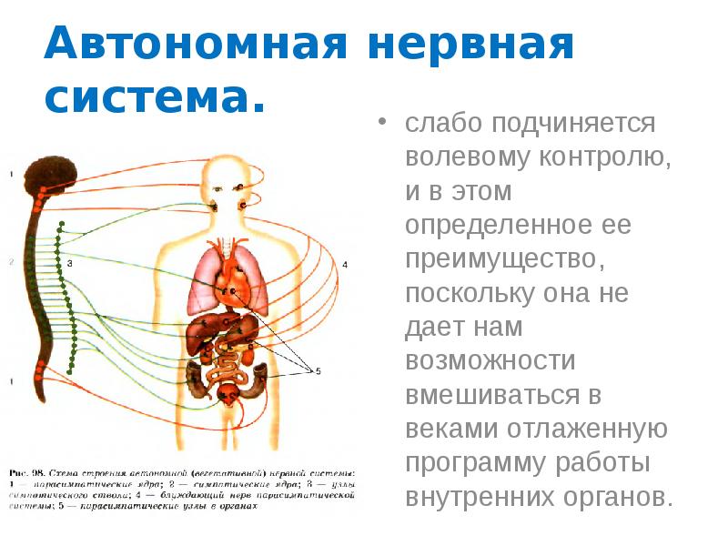 Нервная система соматическая и вегетативная схема