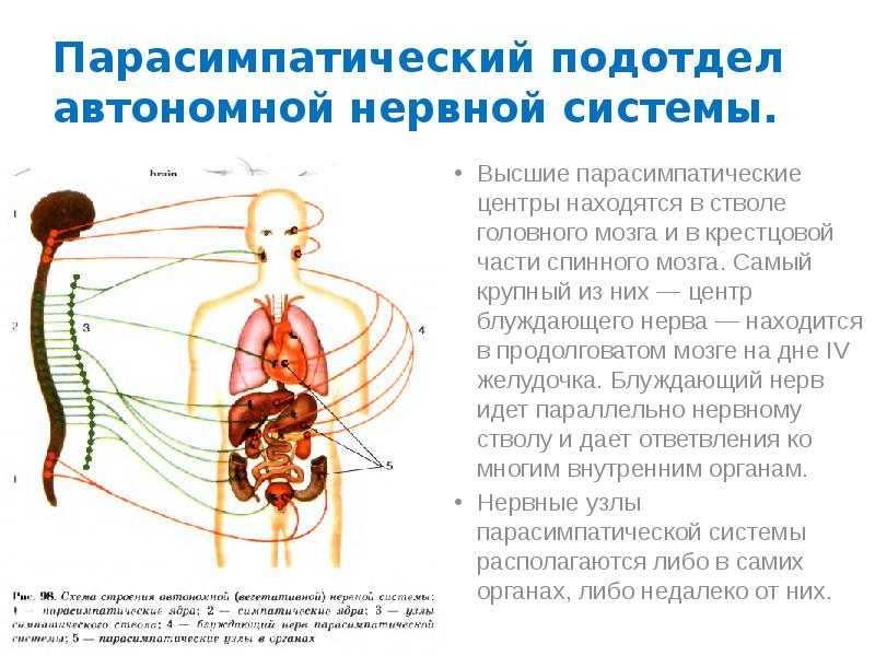 Парасимпатический отдел нервной системы