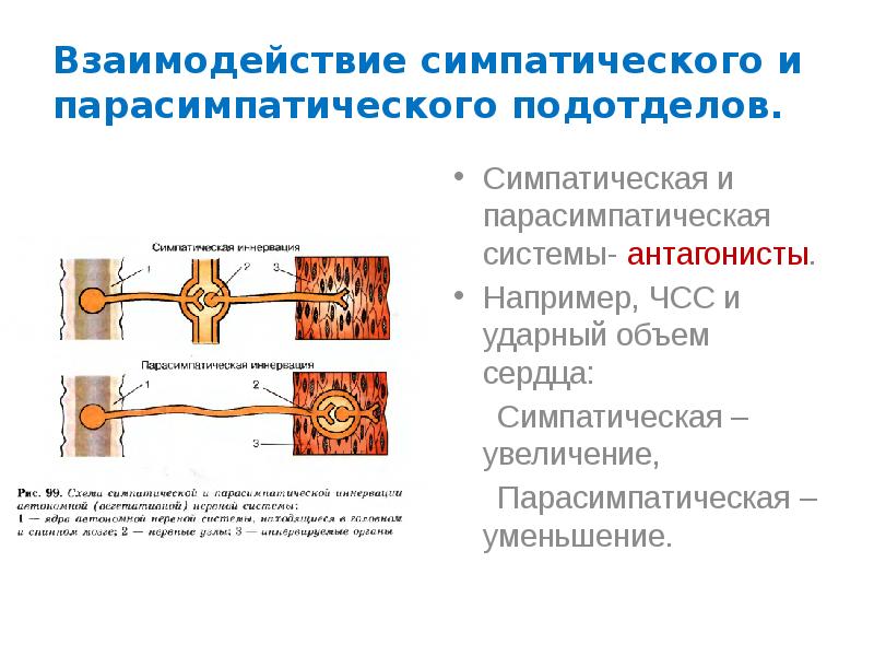 Соматический и автономный вегетативный отделы нервной системы 8 класс презентация