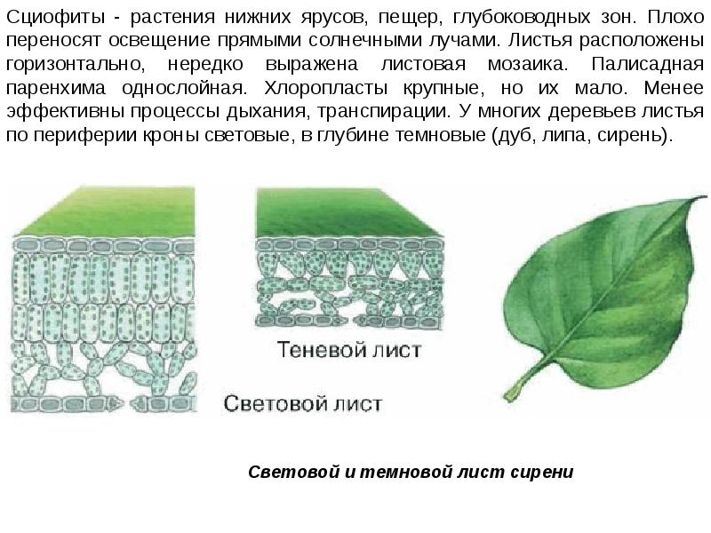 Древнейший листовой