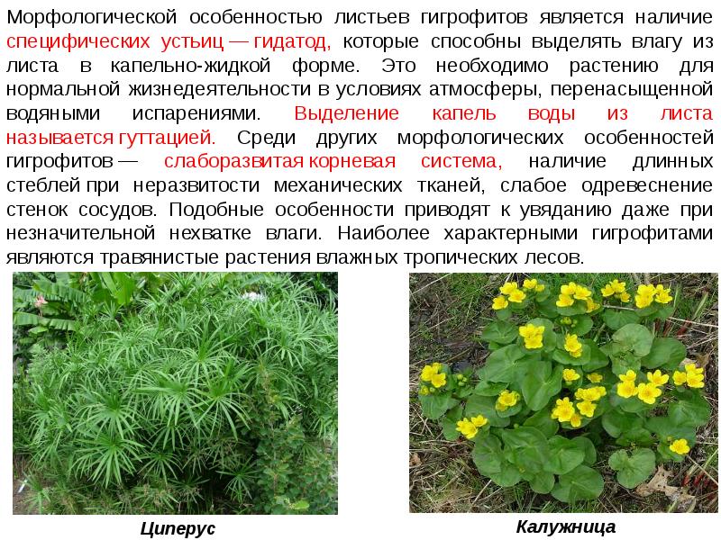 Наличие явиться. Гигрофиты адаптации. Сныть гигрофит. Калужница Болотная гигрофит. Признаки гигрофитов.