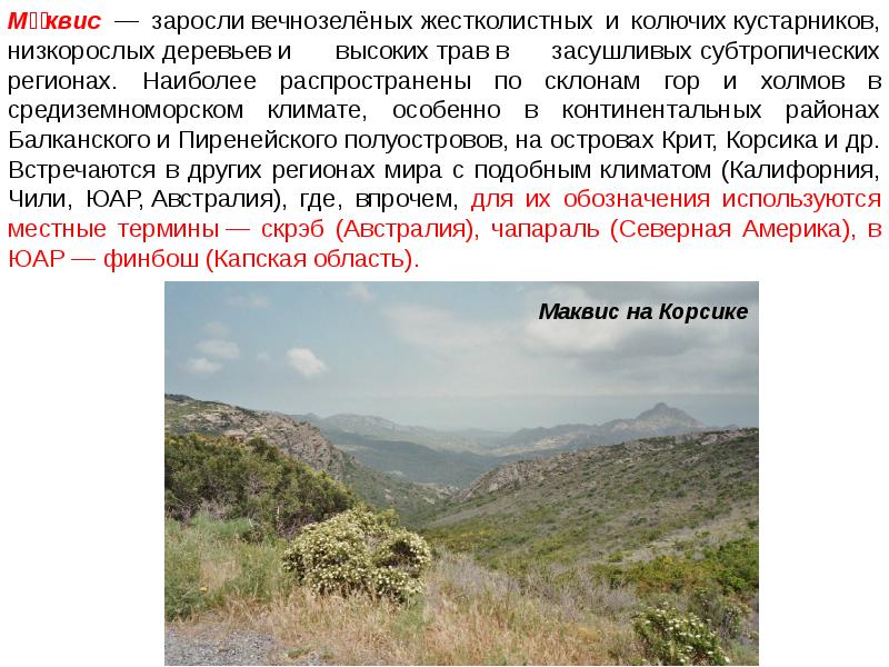 Какая почва в вечнозеленых лесах. Маквис Средиземноморья. Маквис Гарига фригана. Жестколистные вечнозеленые почвы. Субтропические вечнозелёные жестколистные леса и кустарники.