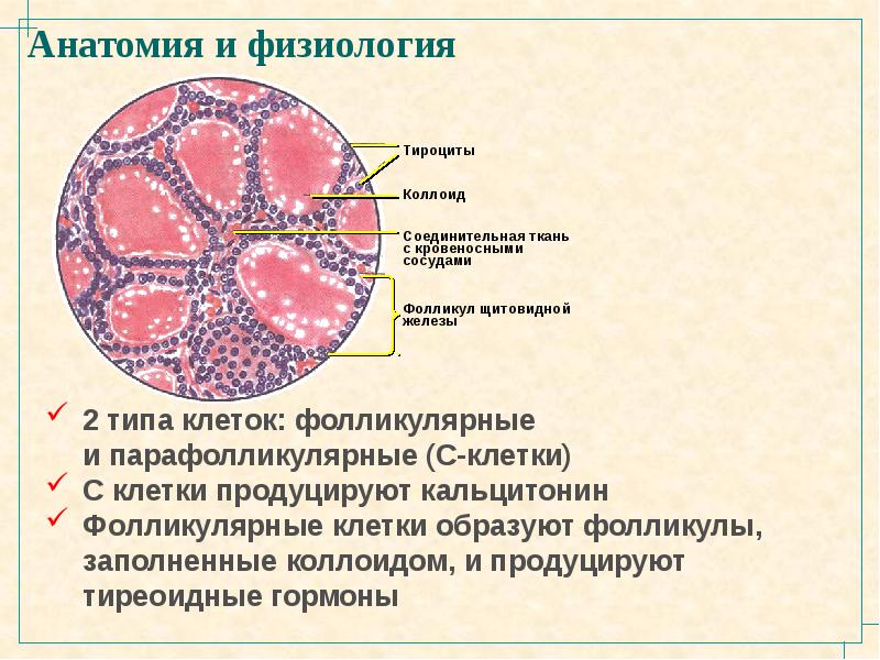 Щитовидная железа анатомия и физиология презентация