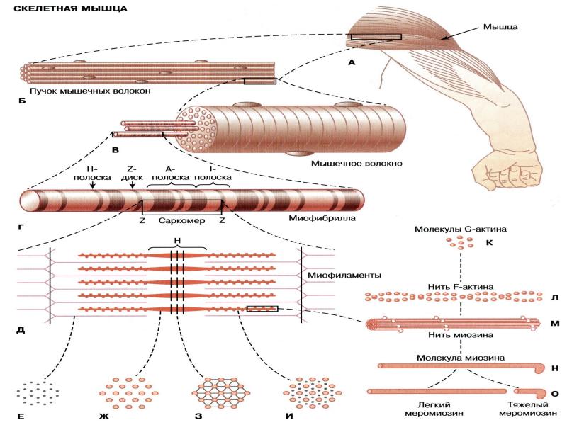 Организация миофибриллы схема