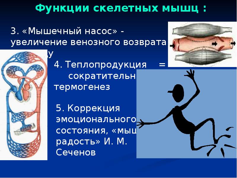 Гладкие мышцы функции. Электромеханическое сопряжение в скелетных мышцах физиология. Сравните свойства скелетных и гладких мышц заполните таблицу.