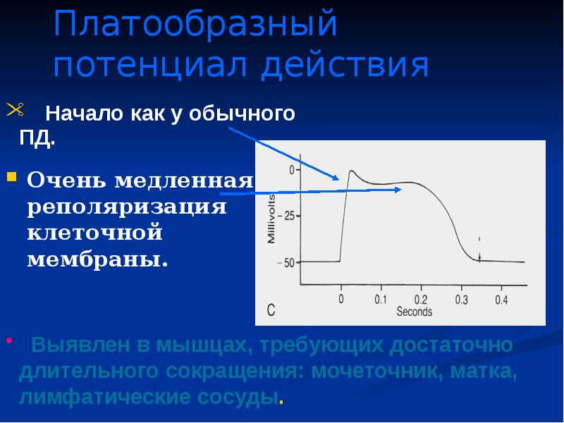 Потенциал действия. Реполяризация мембраны потенциал действия. Платообразный потенциал действия. Платообразный Пд. Мембранный потенциал скелетной мышцы.