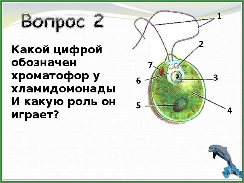 Выберите правильное изображение клетки хламидомонады на рисунках