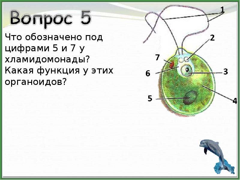 Хламидомонада какая. Хламидомонада среда обитания. Рисунок хламидомонады с обозначениями 5 класс. Чем представлено тело хламидомонады и какой группе оно относится. Где протекает фотосинтез у хламидомонады.