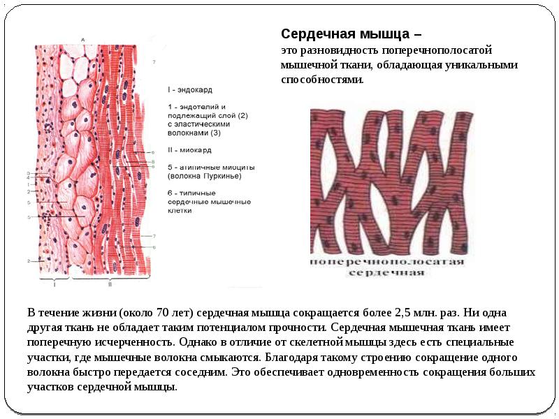 Мышечные ткани презентация