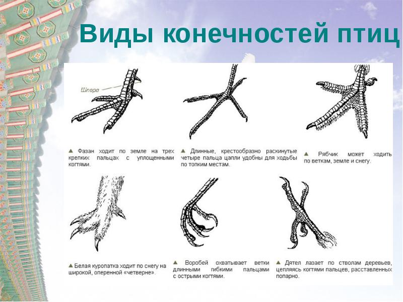 На рисунке показаны кости конечностей птицы человека динозавра и кита какое из следующих утверждений