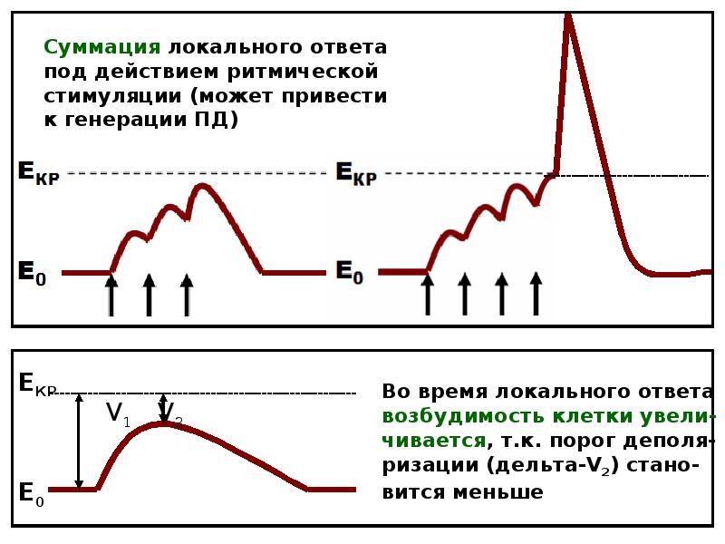 Локальный ответ. График локального ответа физиология. Суммация локального ответа. График локального ответа фазы. Локальный ответ физиология.