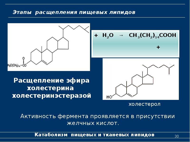 Молекулярные процессы расщепления презентация 11 класс биология