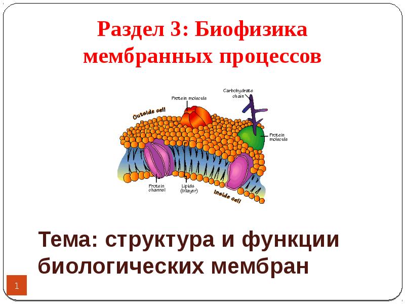 Презентация на тему биофизика