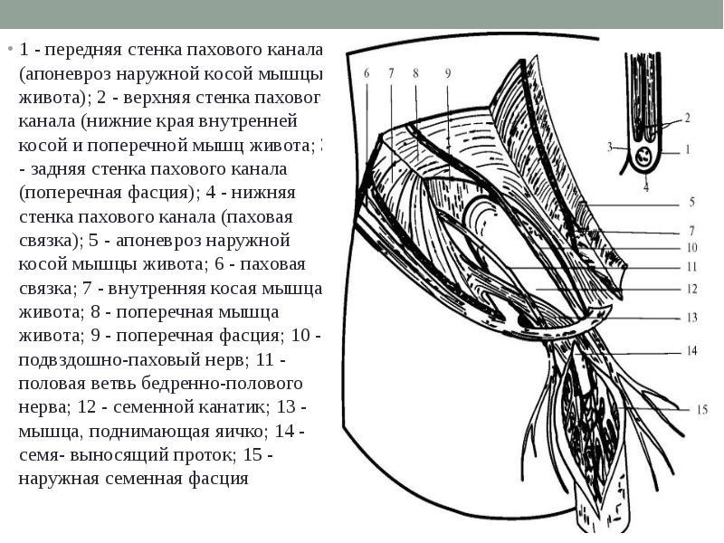 Передняя стенка бедра. Апоневроз наружной косой мышцы живота. Нижняя стенка пахового канала. Стенки пахового канала в сагитальном разрезе. Строение пахового канала топографическая анатомия.