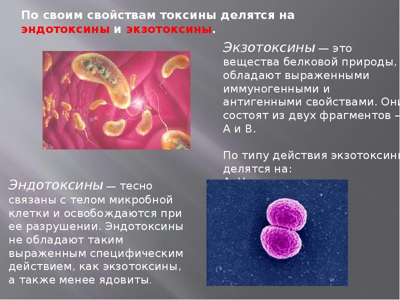 Учение об инфекции микробиология презентация