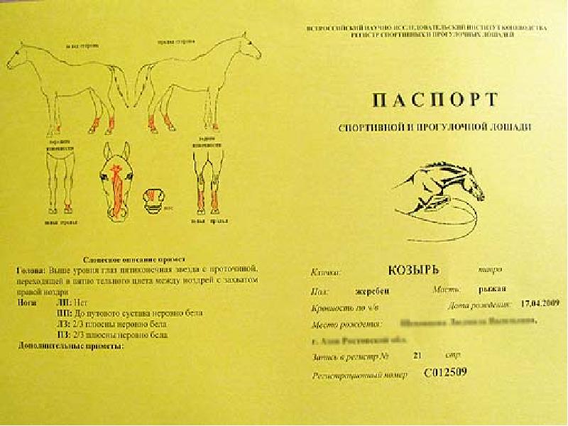 Акт на маллеинизацию лошадей образец