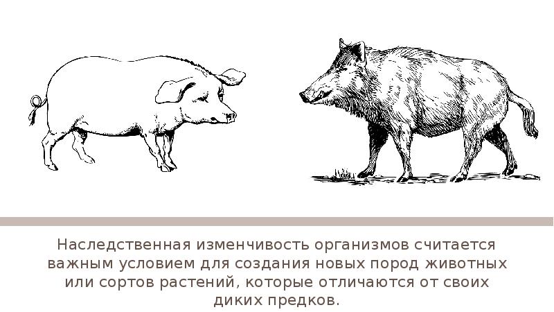 Примеры наследственной изменчивости. Изменчивость животных. Наследственная изменчивость животных. Наследственная изменчивость примеры животных. Ненаследственная изменчивость у животных.