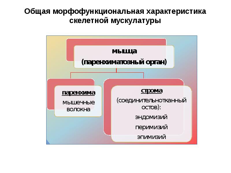 Морфология туралы презентация