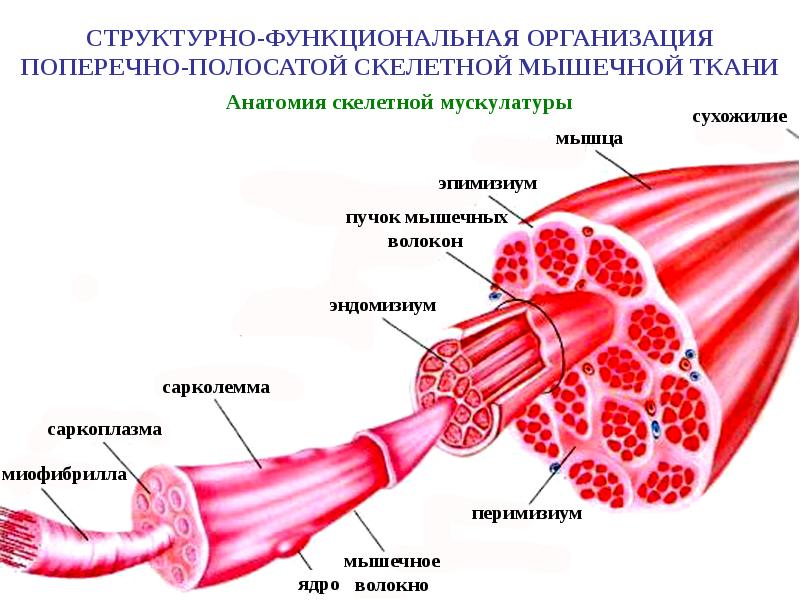 Ми шаред презентации