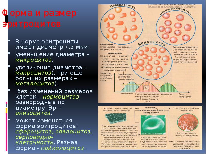 Нормальные эритроциты