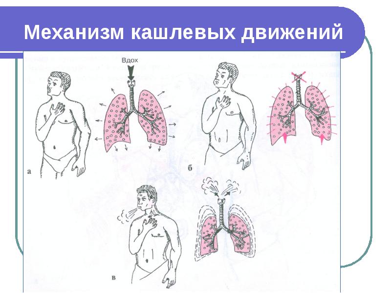 Презентация пропедевтика внутренних болезней дыхательная система