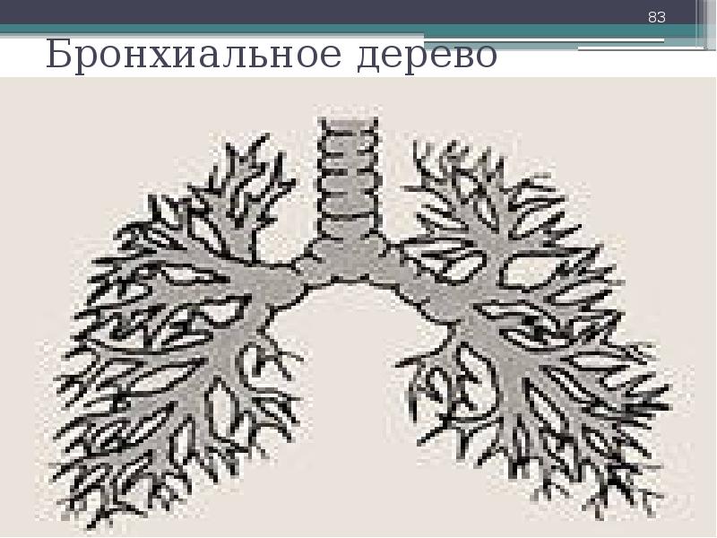 Бронхиальное дерево. Строение бронхиального дерева. Бронхиальное дерево схема. Схема деления бронхиального дерева.