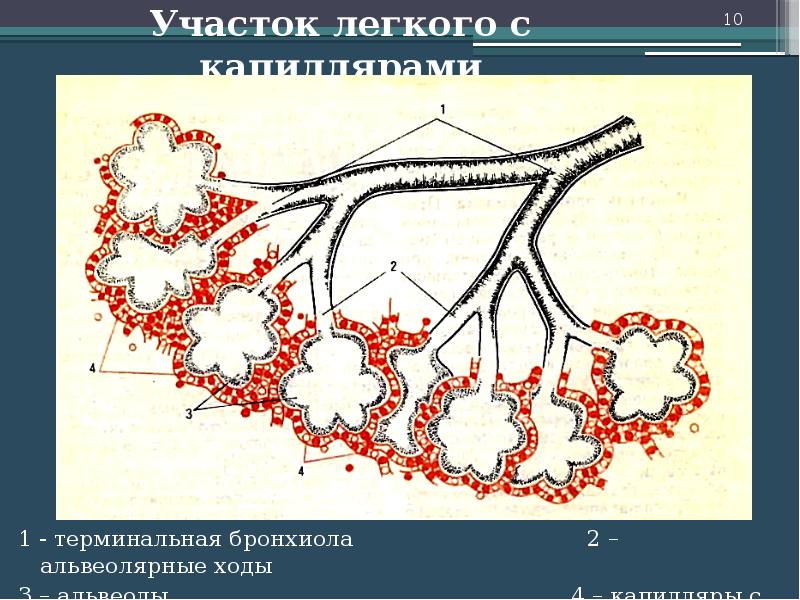 Бронхиолы стенка