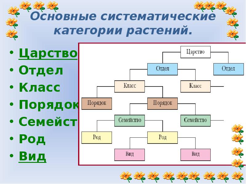 Систематика растений схема полная