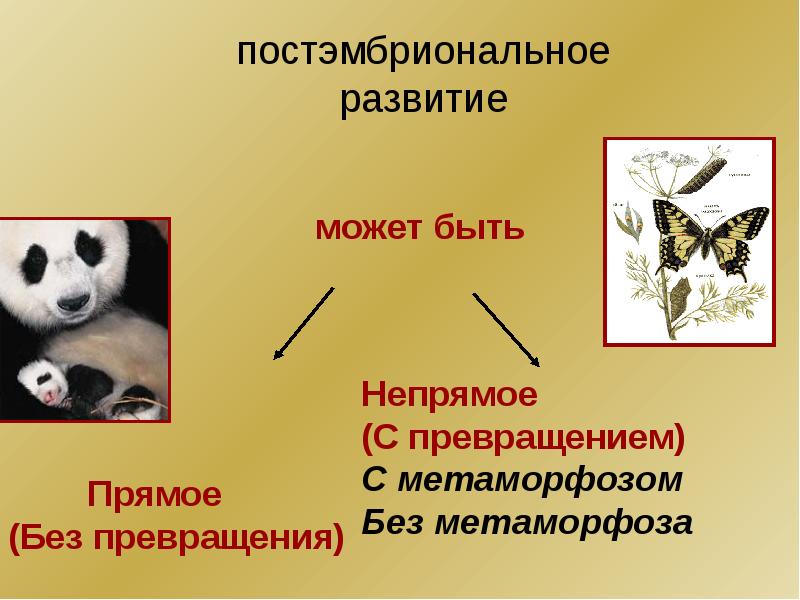 Развитие животных с превращением и без превращения 7 класс презентация