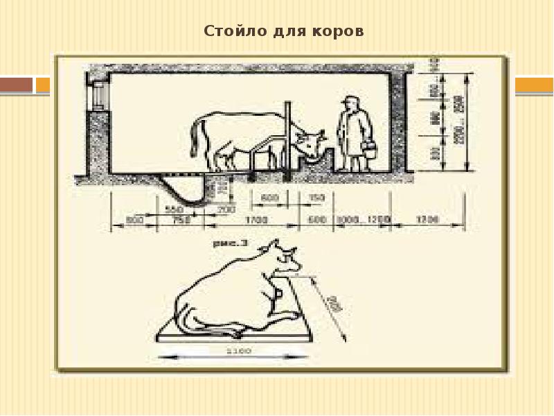 Стойла для крс чертежи