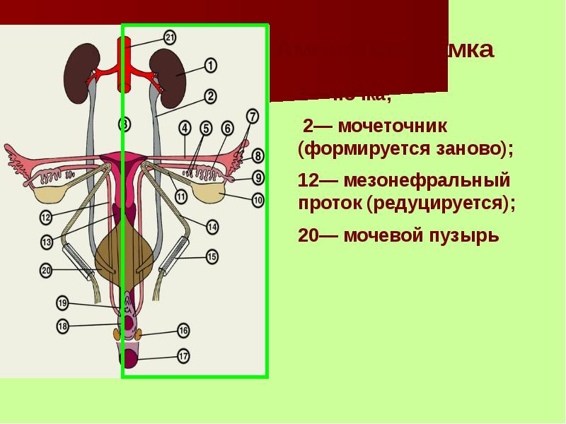 Филогенез органов. Филогенез выделительной системы позвоночных животных. Филогенез мочевыделительной системы. Филогенез мочевыделительной системы позвоночных. Онтофилогенез систем органов.