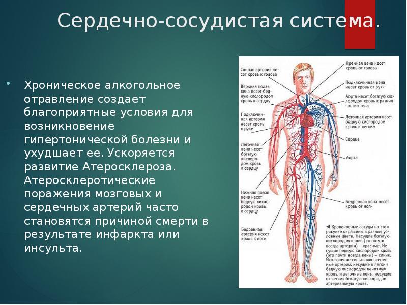 Сосудистая система. Сердечно сосудистая система. ССС сердечно сосудистая система. Сердеянососудистая система. Строение сердечно сосудистой системы человека.