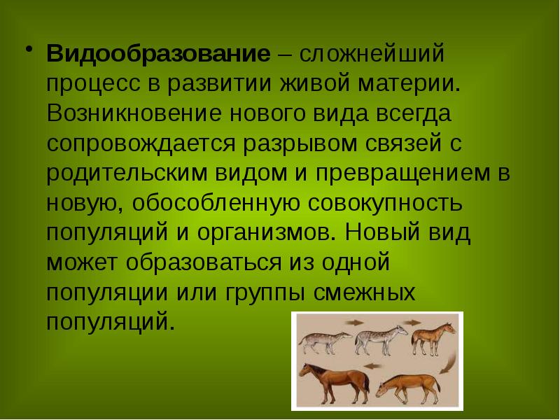 Появление новой. Видообразование. Видообразование презентация. Видообразование животных. Видообразование процесс возникновения новых видов.