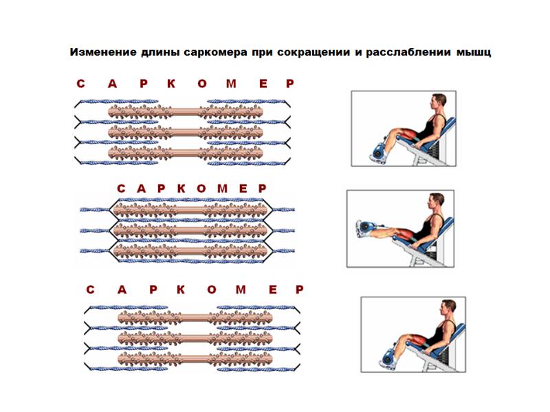 Сила сокращения мышц. Реферат физиология мышц. Физиология мышц книги. Задачи с ответами по физиология мышц. Завьялова физиология мышц.