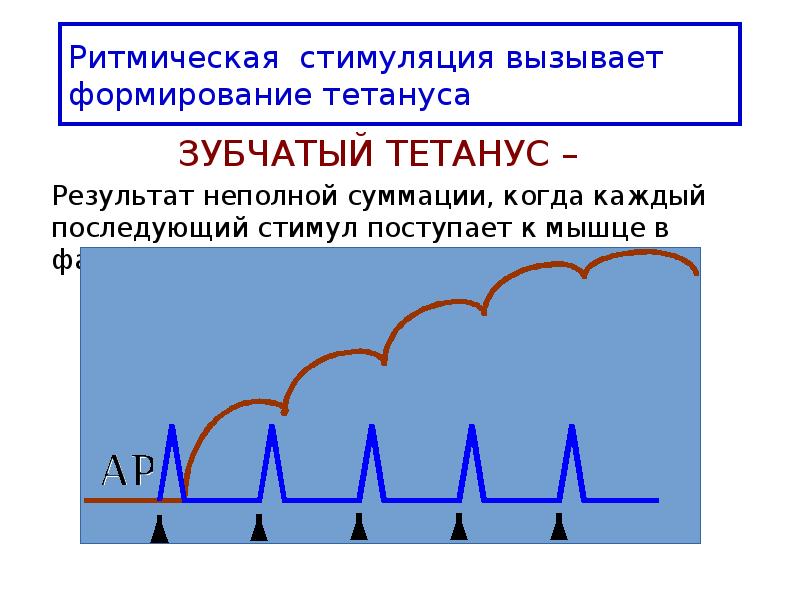 Частичный итог. Механизм возникновения гладкого тетануса. Зубчатый тетанус. Механизм формирования зубчатого тетануса. Механизм формирования гладкого тетануса.